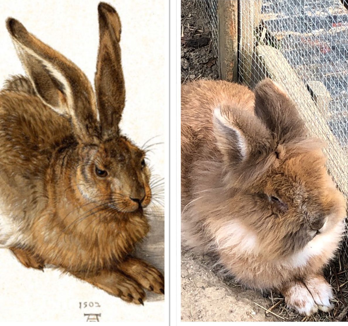 Hase.jpg